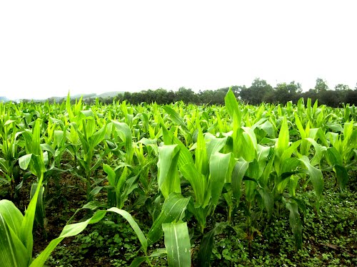 Techniques hybrid corn